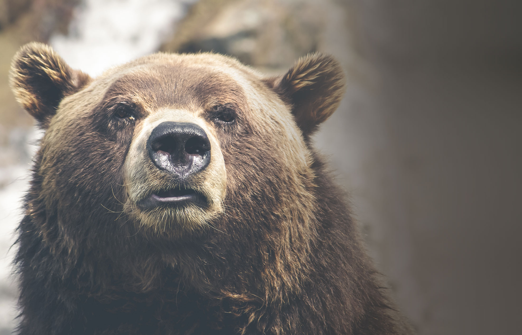 Bear2